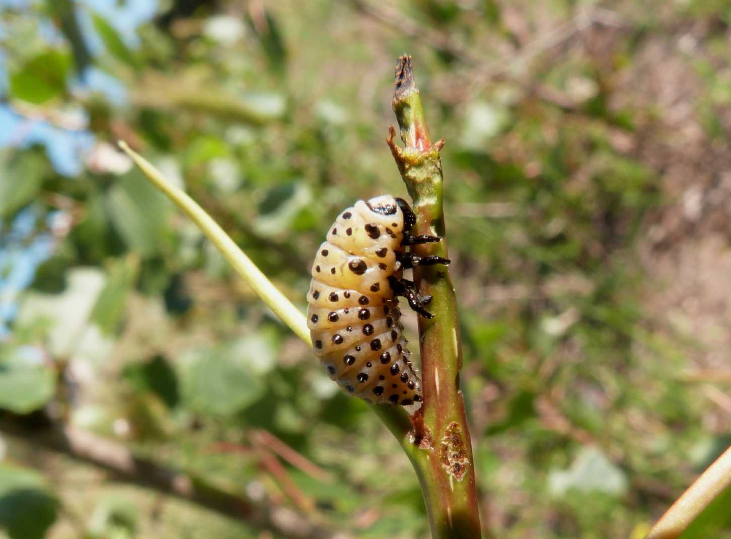 Chrysomela populi: la grande abbuffata